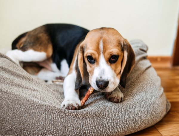 Beagle