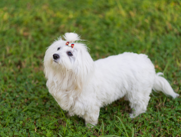 Bichon maltes
