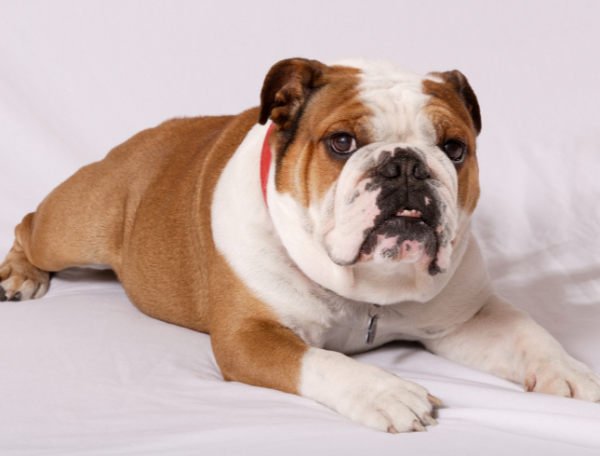 Buldog ingles