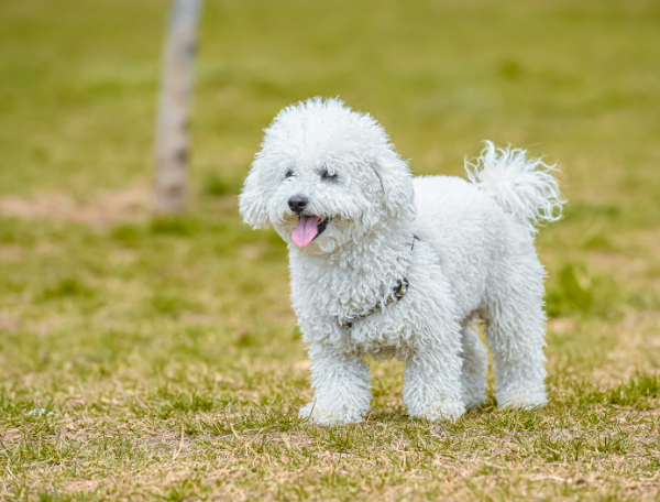 Caniche