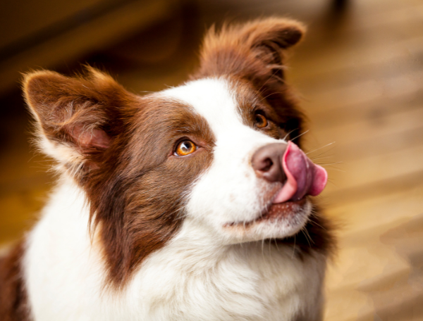 Collie