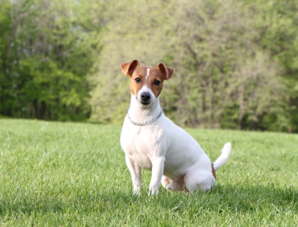 Jack russell