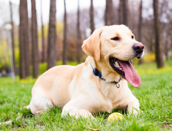 Labrador