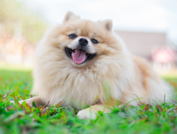 Pomerania